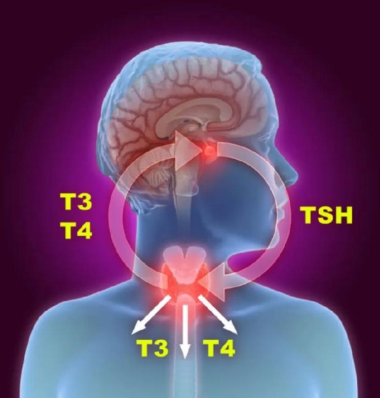 T3 T4 TSH Test