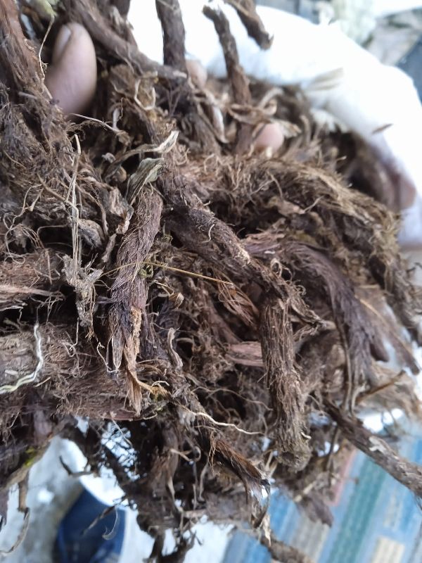 Dried Jatamansi Roots
