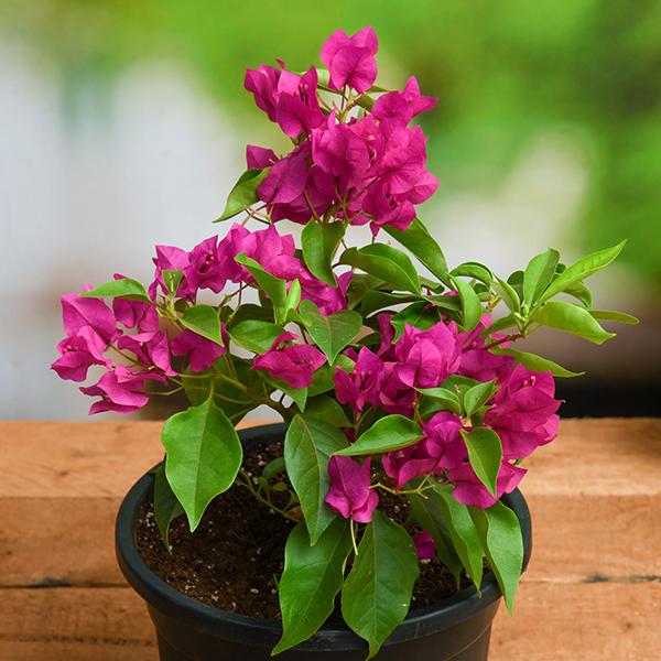 Bougainvillea Plant