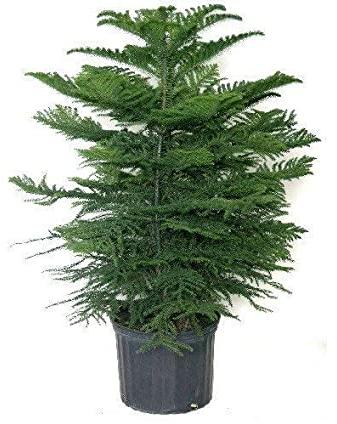 Christmas Plant