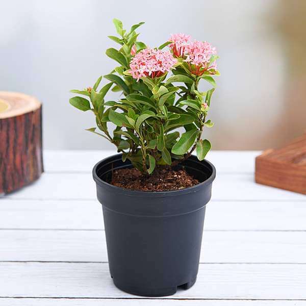 Ixora Plant