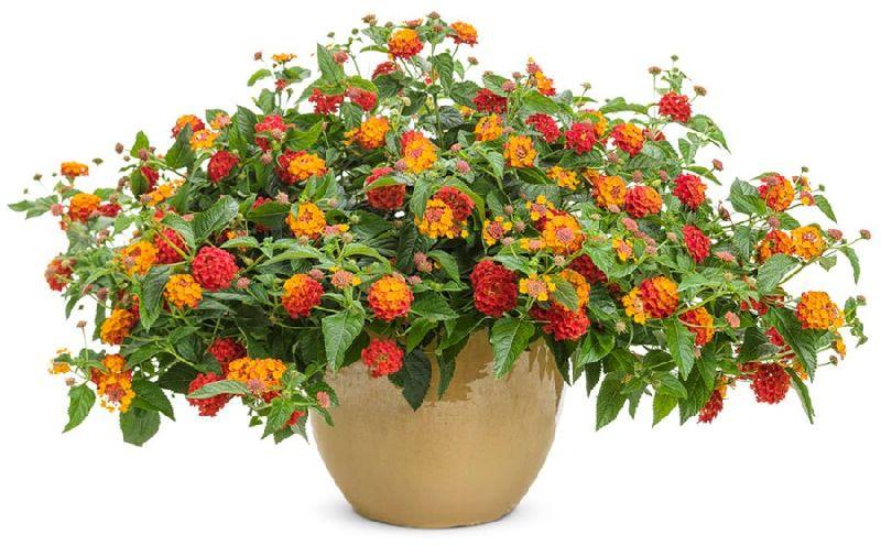 Lantana Plant