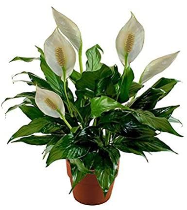 Lily Plant