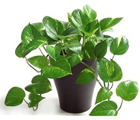 Money Plant