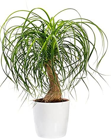 Ponytail Palm Plant