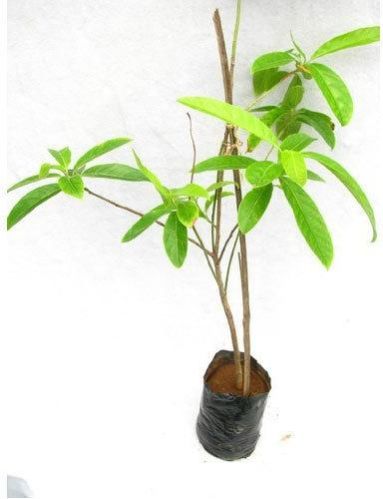 Rudraksha Plant