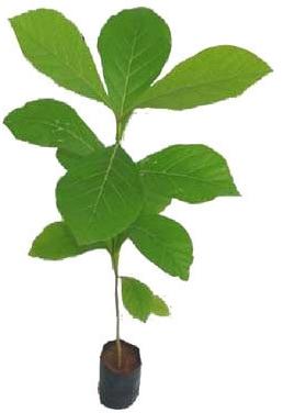 Sagwan Plant