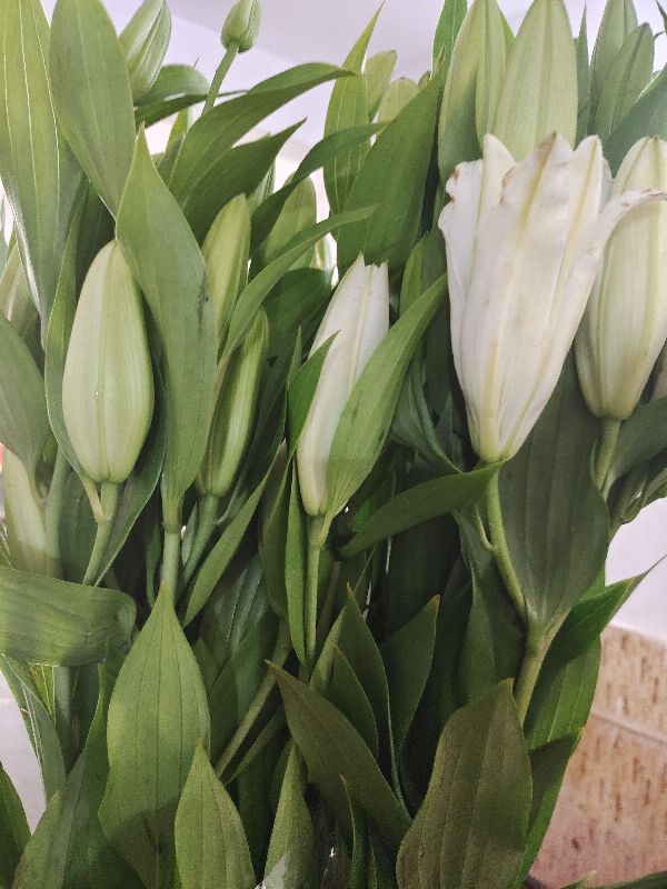 Fresh Oriental Lily Flowers