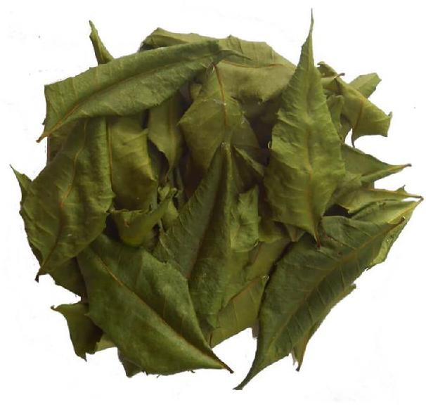 Dry Neem leaf