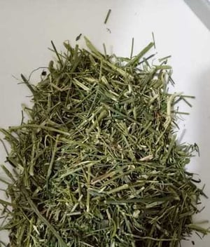 Kalmegh Herb