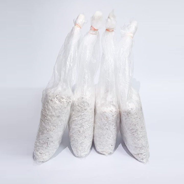 Oyster Mushrooms Spawn