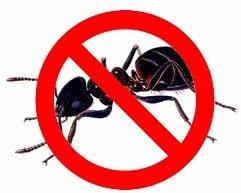 Ants Pest Control Service