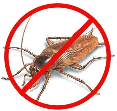 Cockroaches Pest Control Service