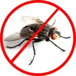 Flies Pest Control Service