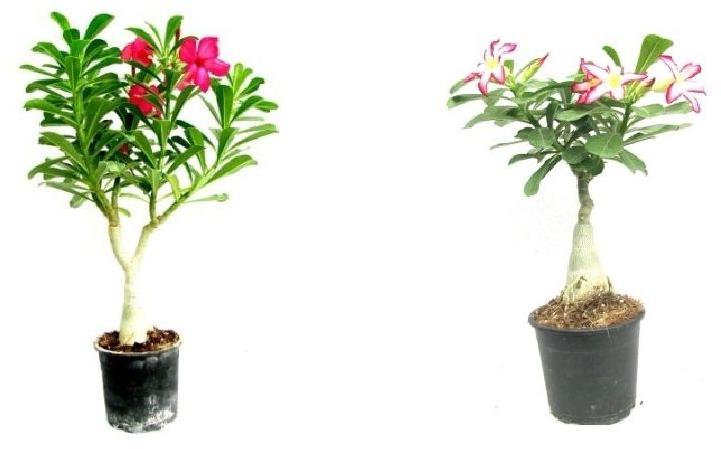 Adenium Plant