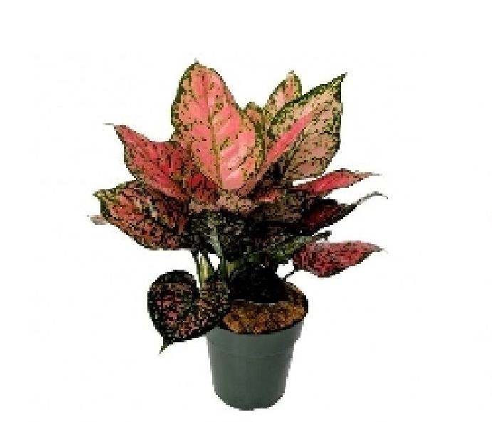 Aglaonema Lady Valentine Plant