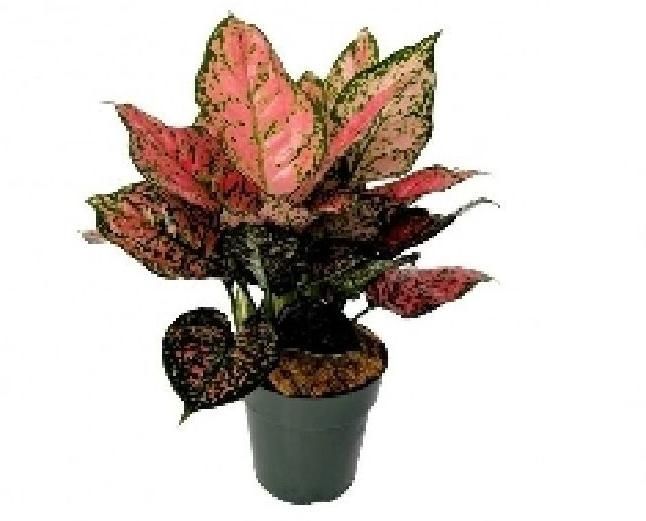 Aglaonema Pink Dalmatian Plant