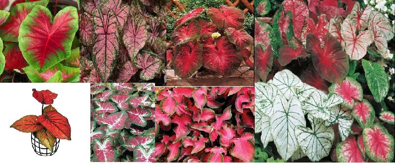 Caladium Plant