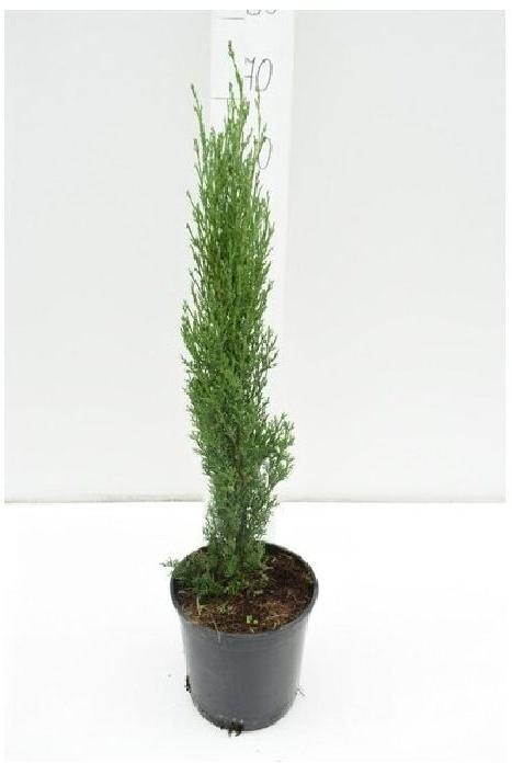 Pencil Pine Plant