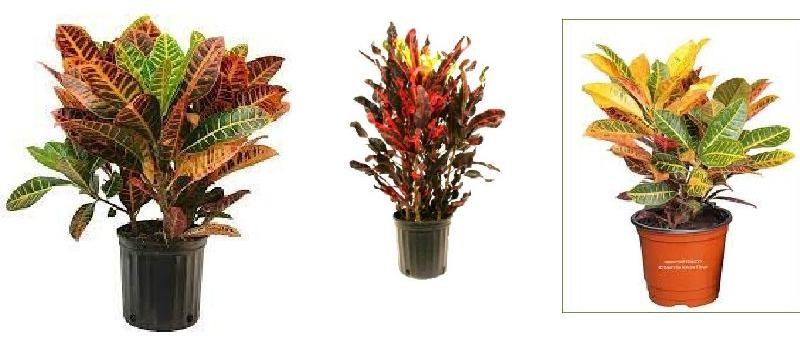 Petra Croton Plant