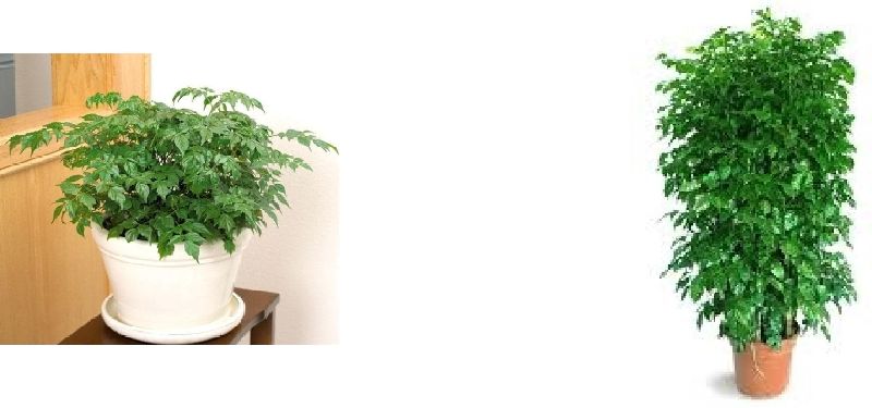 Radermachera Plant