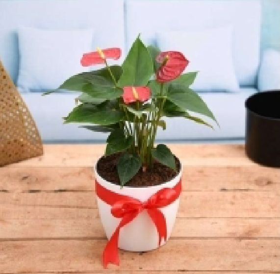 Red Anthurium Plant