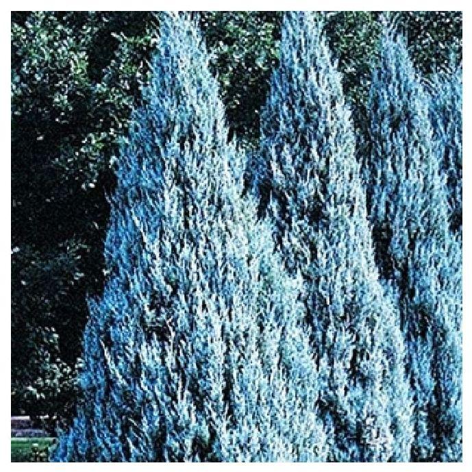 Silver Pine Plant