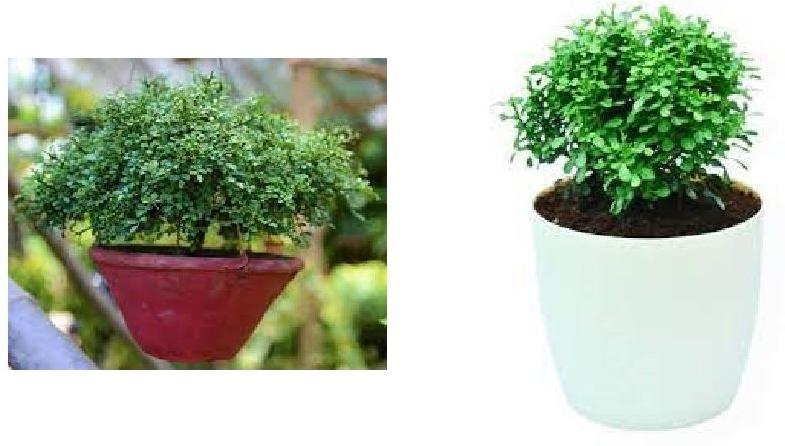 Table Kamini plant