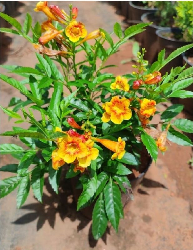 Tecoma Thai Plant