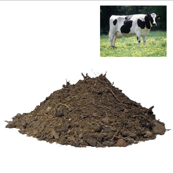 Cow Dung Manure