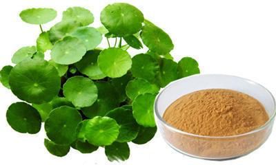 Bacopa Extract