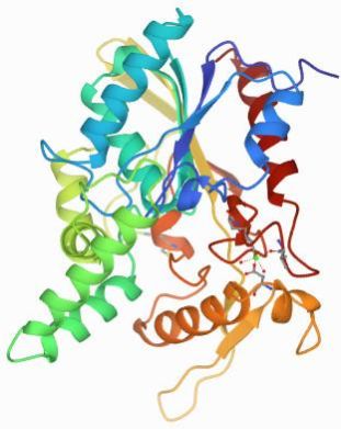 Lipase Enzyme