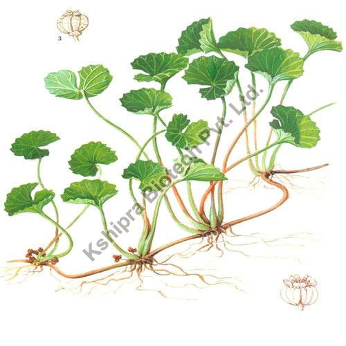 Centella Asiatica Extract