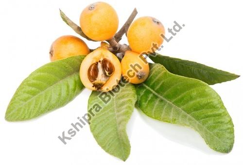 Loquat Leaves Extract