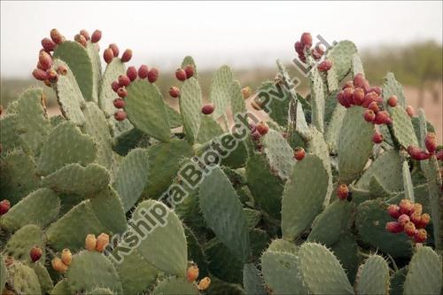 Opuntia Cactus Extract