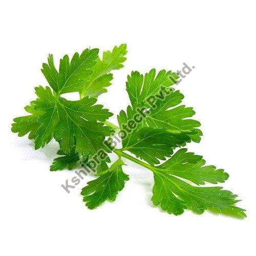 Parsley Leaf Extract