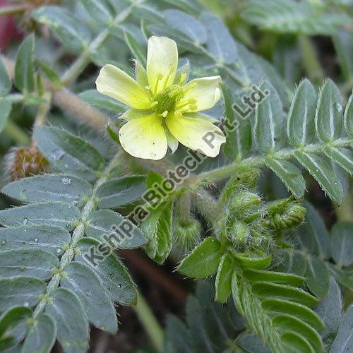 Tribulus Terrestris Extract