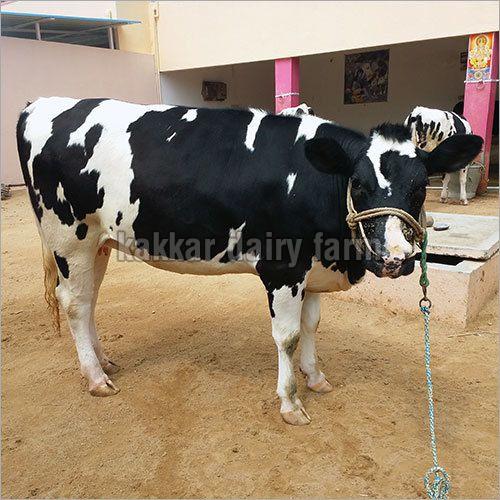 Dairy Farm HF Cow