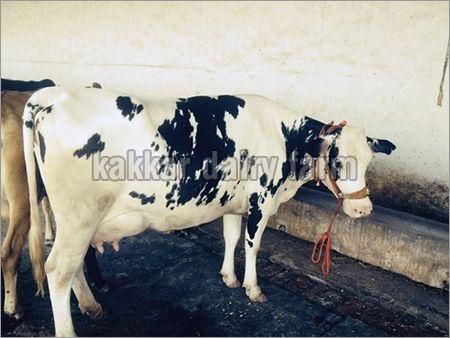 Dairy HF Cow