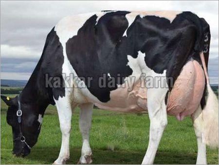 Holstein Friesian Cattle Cow