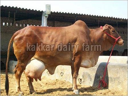 KDF 10 Indian Sahiwal Cow