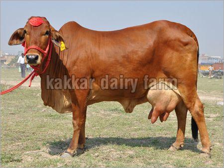 KDF 11 Indian Sahiwal Cow
