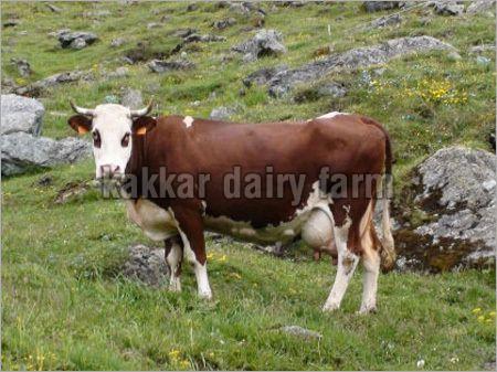 KDF 20 Karan Swiss Cow