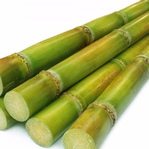 Fresh Sugarcane