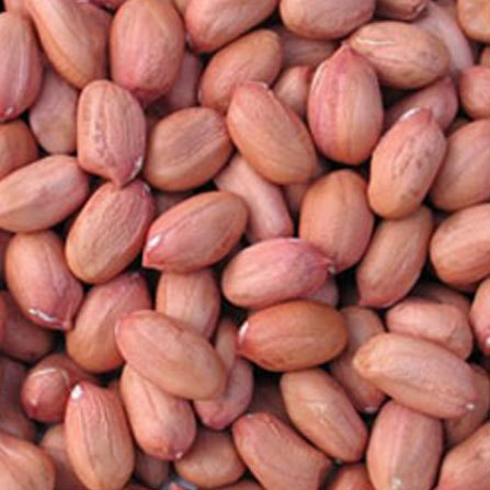 Groundnut Seeds