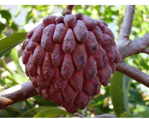 Annona Squamosa