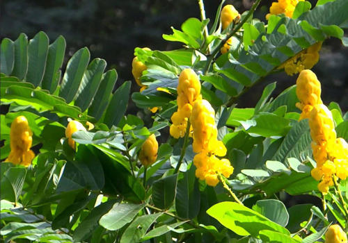 Cassia Alata Leaves