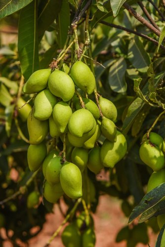 Appe Midi Mango Plants