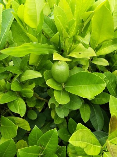 Natural Lemon Plants
