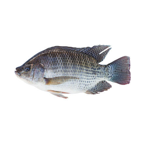 Live Monosex Tilapia Fish